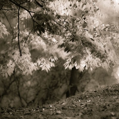 Tapet Sepia Leafs cu frunze în nuanțe sepia