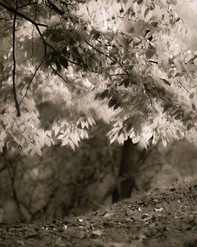Tapet Sepia Leafs cu frunze în nuanțe sepia