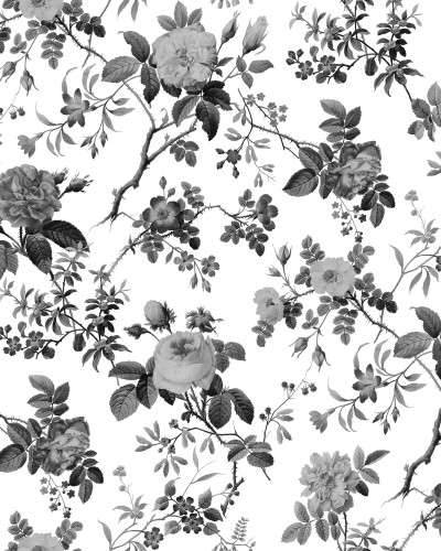 Tapet Thorn Rose, Graphite. Tapet floral cu trandafiri gri pe fundal alb, în stil minimalist.