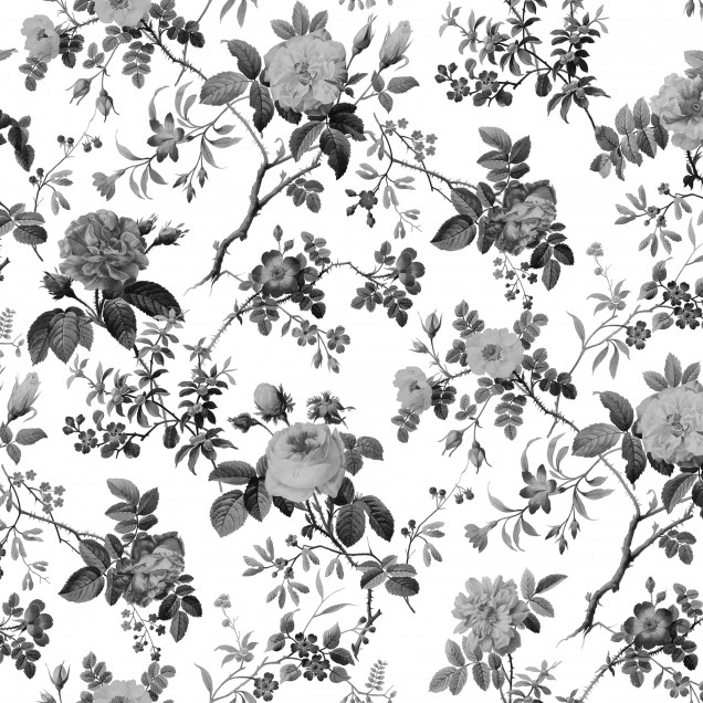 Tapet Thorn Rose, Graphite. Tapet floral cu trandafiri gri pe fundal alb, în stil minimalist.