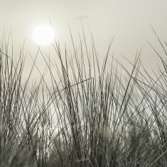Fototapet Coastal Reed, personalizat, Rebel Walls
