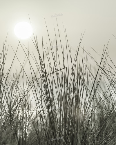 Tapet Coastal Reed, ilustrând stuf în tonuri de gri, într-un living decorat minimalist.