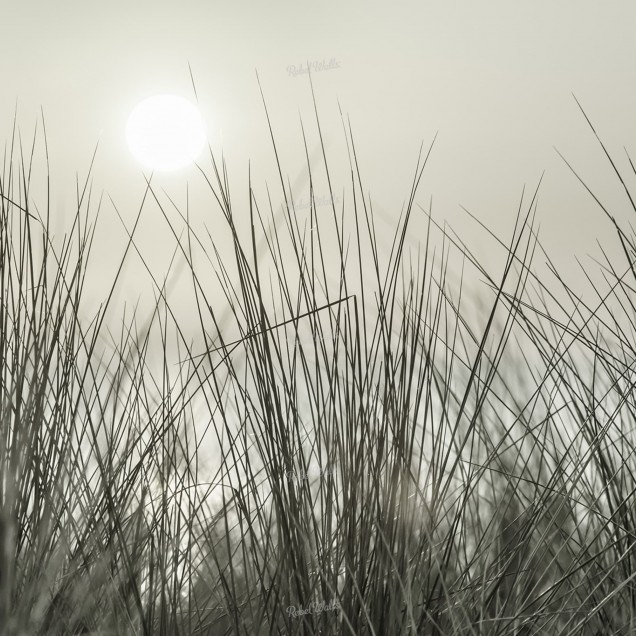 Tapet Coastal Reed, ilustrând stuf în tonuri de gri, într-un living decorat minimalist.