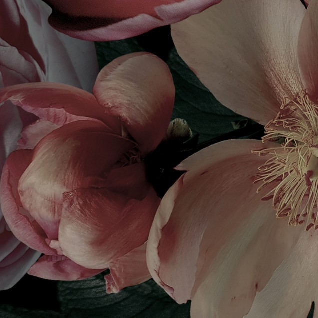Tapet floral Dark Bouquet, cu flori delicate în nuanțe vibrante de roz și roșu, pe un fundal negru, în camera de zi.