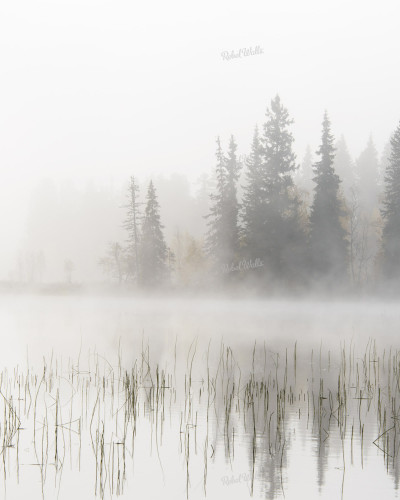 Tapet Frosty Lake, o imagine  misterioasă  a  unei  păduri  în  ceață  deasă,  perfect  pentru  a  crea  o  atmosferă  liniștitoare  și  mistică.