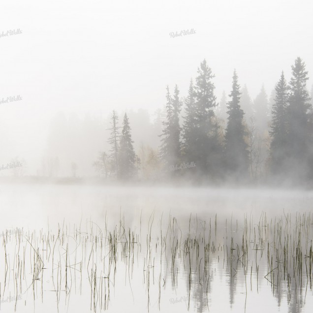 Tapet Frosty Lake, o imagine  misterioasă  a  unei  păduri  în  ceață  deasă,  perfect  pentru  a  crea  o  atmosferă  liniștitoare  și  mistică.
