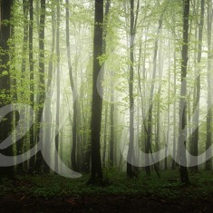 Fototapet Dawn in the Forest, personalizat, Rebel Walls