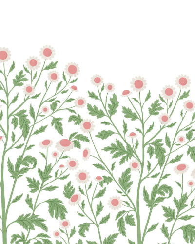 Tapet floral cu flori de mușețel delicate, perfect pentru a crea o atmosferă relaxantă și primitoare.