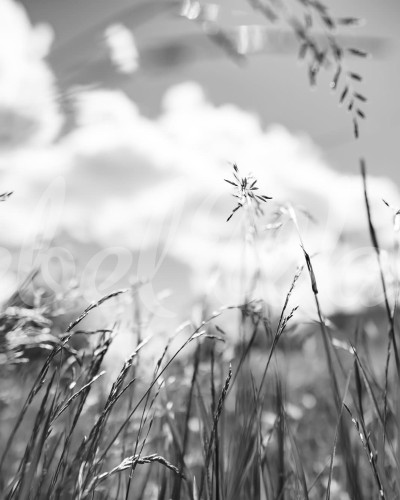 Wallpaper cu o imagine minimalistă, in tonuri de gri, a unor fire de iarbă, decorand o cameră cu un canapea, o măsuță de cafea, o lampă și o plantă.