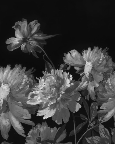 Tapet floral Vintage Peony, gri pe negru, într-un dormitor modern