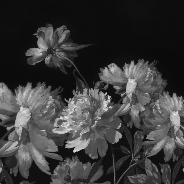 Tapet floral Vintage Peony, gri pe negru, într-un dormitor modern