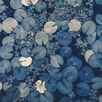 Fototapet Water Lilies, Blue, Rebel Walls