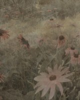 Dreamy Rudbeckia, Pink, Rebel Walls