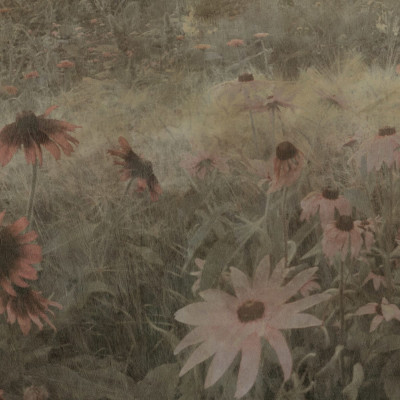 Tapet cu flori roz pastelate, Dreamy Rudbeckia