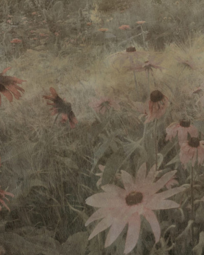 Tapet cu flori roz pastelate, Dreamy Rudbeckia