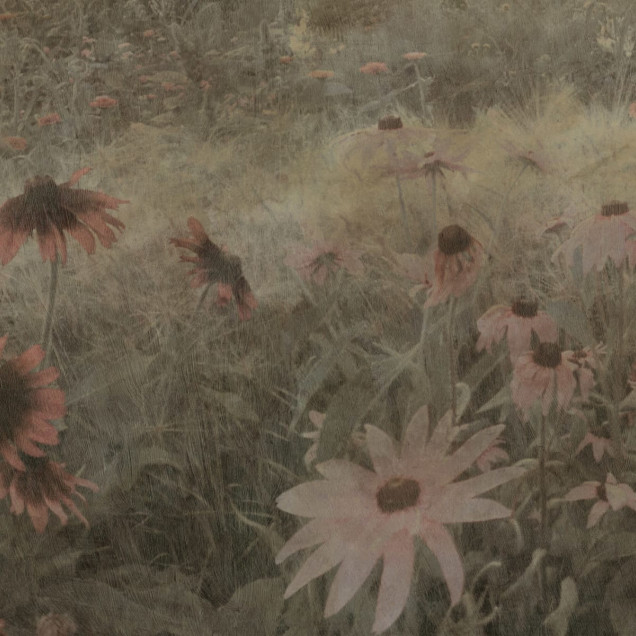 Tapet cu flori roz pastelate, Dreamy Rudbeckia