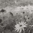 Fototapet Dreamy Rudbeckia, Black & White, Rebel Walls