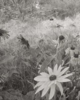 Dreamy Rudbeckia, Black & White, Rebel Walls