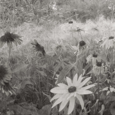 Tapet floral monocrom, Dreamy Rudbeckia, Black & White, cu flori albe și negre, în fundal un living modern cu canapea albă și mese din lemn
