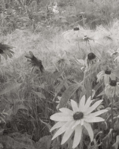Tapet floral monocrom, Dreamy Rudbeckia, Black & White, cu flori albe și negre, în fundal un living modern cu canapea albă și mese din lemn