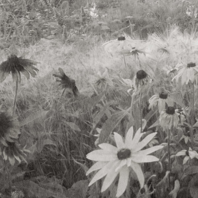 Tapet floral monocrom, Dreamy Rudbeckia, Black & White, cu flori albe și negre, în fundal un living modern cu canapea albă și mese din lemn