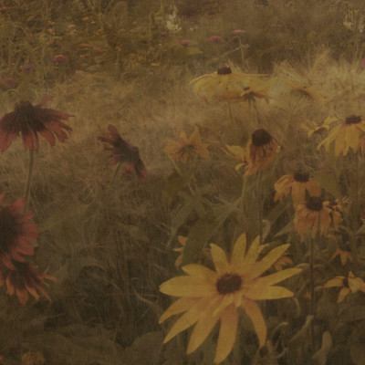 Tapet floral vintage cu flori de Rudbeckia