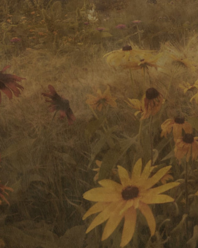 Tapet floral vintage cu flori de Rudbeckia