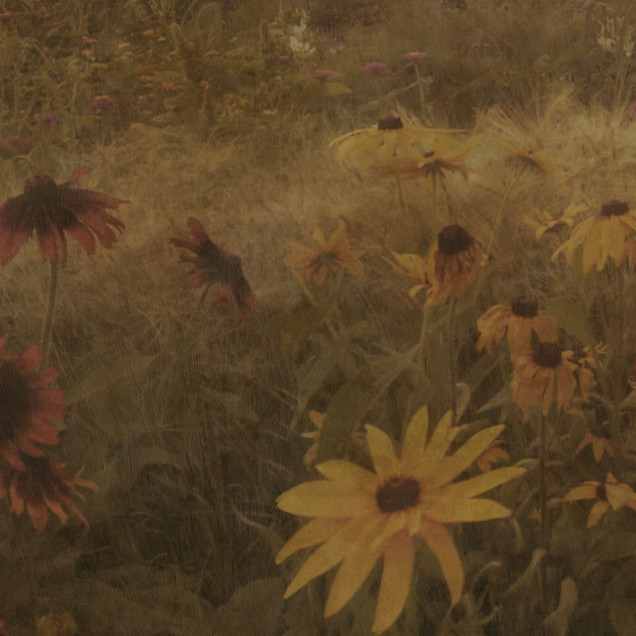 Tapet floral vintage cu flori de Rudbeckia