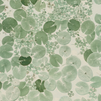 Water Lilies, Light Green, Rebel Walls