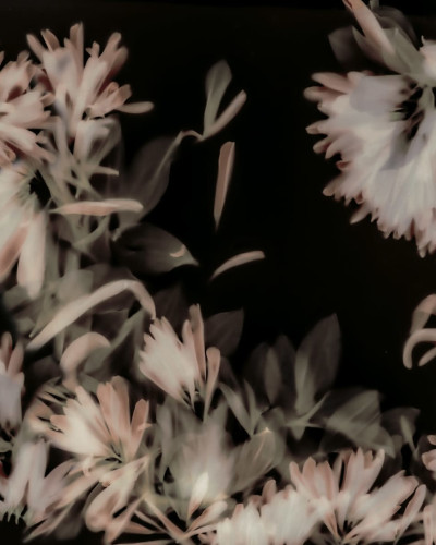 Tapet floral abstract Blurry Honeysuckle, Dark cu nuanțe de roz pe fond întunecat, pe un perete din bucătărie