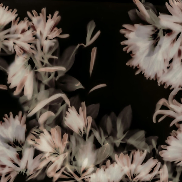 Tapet floral abstract Blurry Honeysuckle, Dark cu nuanțe de roz pe fond întunecat, pe un perete din bucătărie