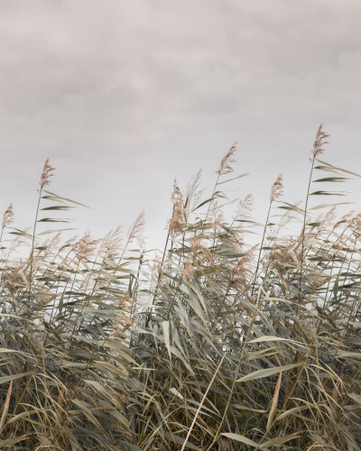 Tapetul Dreamy Reed, Beige prezintă un design minimalist cu stufărișuri înalte în tonuri de bej și gri. Wallpaper-ul este ideal pentru a crea o atmosferă relaxantă în living, dormitor sau birou.