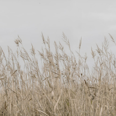 Tapet Reed Meadow, Beige cu un design minimalist cu paiele de grâu în nuanțe de bej.