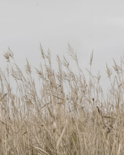 Tapet Reed Meadow, Beige cu un design minimalist cu paiele de grâu în nuanțe de bej.