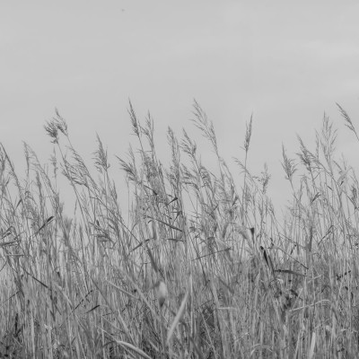 Tapet Reed Meadow, Gray, cu iarbă înaltă în tonuri de gri, într-un living cu o masă de dining și scaune negre.