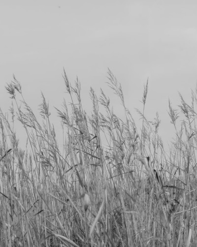 Tapet Reed Meadow, Gray, cu iarbă înaltă în tonuri de gri, într-un living cu o masă de dining și scaune negre.