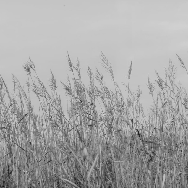 Tapet Reed Meadow, Gray, cu iarbă înaltă în tonuri de gri, într-un living cu o masă de dining și scaune negre.