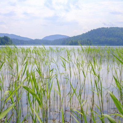 Imagine de fundal cu un lac verde, cu nuanțe turcoaz, și stufăriș verde