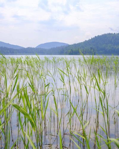 Imagine de fundal cu un lac verde, cu nuanțe turcoaz, și stufăriș verde