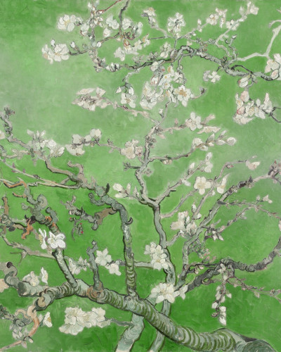 Tapet Almond Blossom, Green, cu flori de migdal înflorite pe un fundal verde