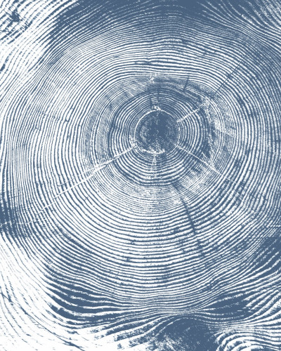 Tapet cu aspect de lemn, inele de creștere albastre, Tree Cut, Blue.