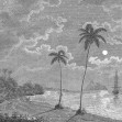 Palm Beach, Black & White, Rebel Walls