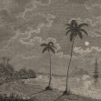Palm Beach, Vintage, Rebel Walls