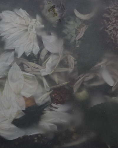 Glossy Flower, Vintage, Rebel Walls