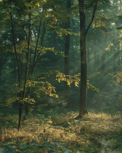 Fototapet cu peisaj de pădure la răsărit