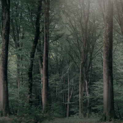 Fototapet cu pădure verde închis în living