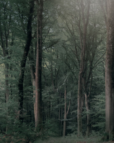 Fototapet cu pădure verde închis în living