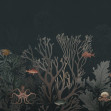 Coral World, Night, Rebel Walls