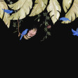 Birds in the Trees, Black, Rebel Walls