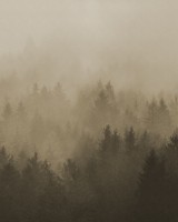 Cloudy Forest, Brown, Rebel Walls